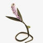 Parchita Charm Lavandula